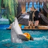 Дельфинарии, океанариумы в Новочеркасске